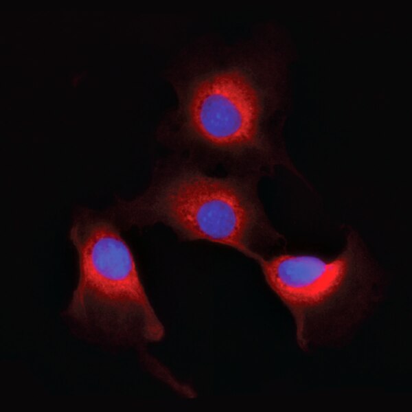 Immunofluorescence image of COS7 cells labeled with DSHB antibody T4 against Na-K-Cl cotransporter (red). PMID 26351455, Fig. 5A.